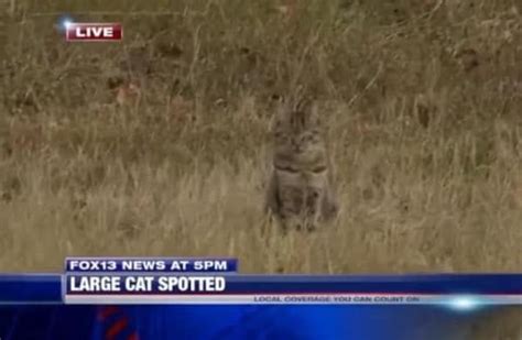 'Very large cat' spotted in San Mateo